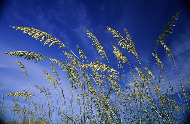Ocean;Beach;Waves;Shore;Shoreline;Sand;Wet;Water;Sandy;Sea;Clouds;Plants;Foliage;Vegetation;Botanicals;Botany;Herbaceous;Herb;Greenery;Flora;Herbage;Sunlight;Sun;Beams;Sunbeam;Rays;Light;Luminance;Illuminate